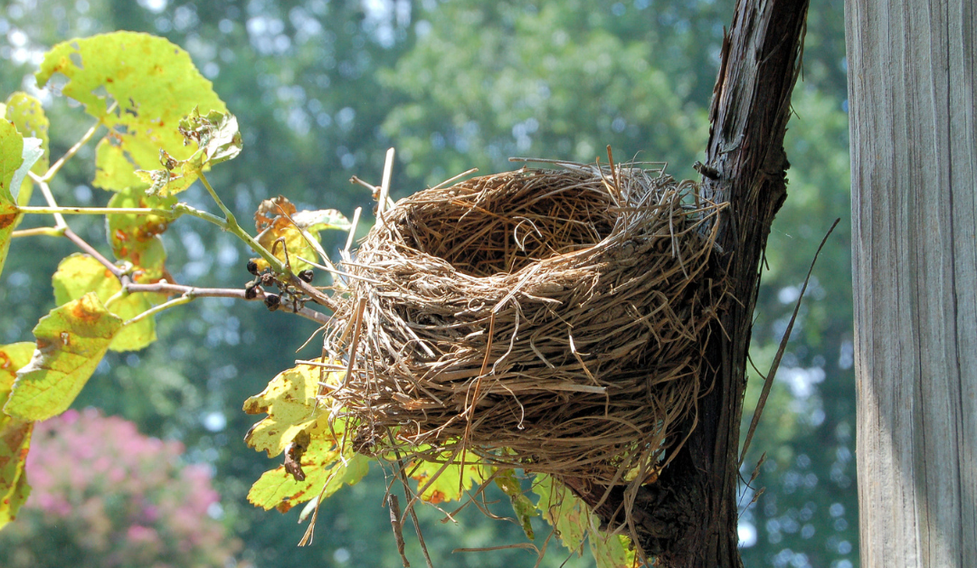 Empty Nest Syndrome