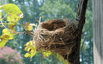 Navigating the Empty Nest: A Guide to Coping with Change